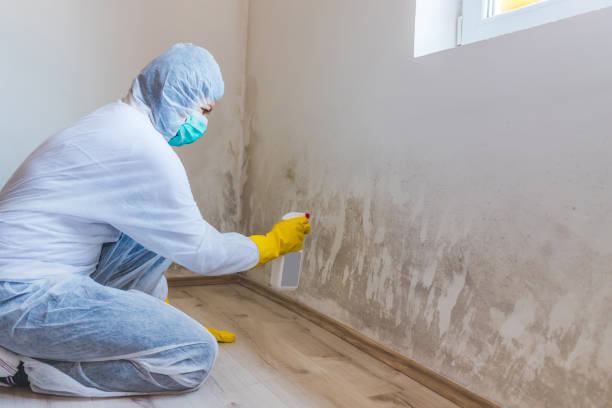 Licensed Basement Mold Remediation service in Mears, MI - WQB Mold Removal