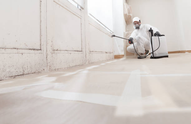 24/7 Emergency Basement Mold Remediation experts in Mears, MI