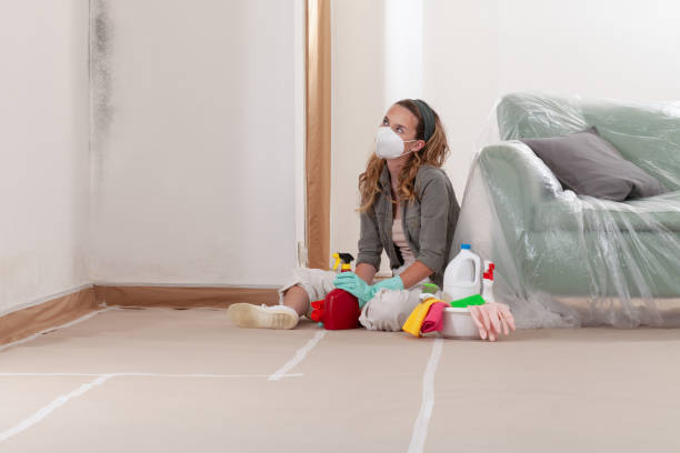 Reliable Basement Mold Remediation contractor in Mears, MI by WQB Mold Removal