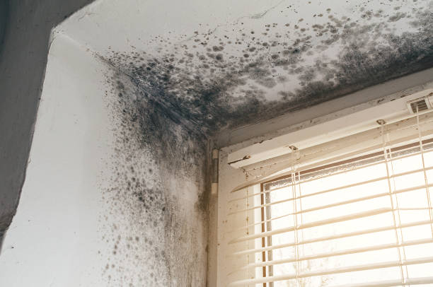 Affordable Basement Mold Remediation solutions in Mears, MI