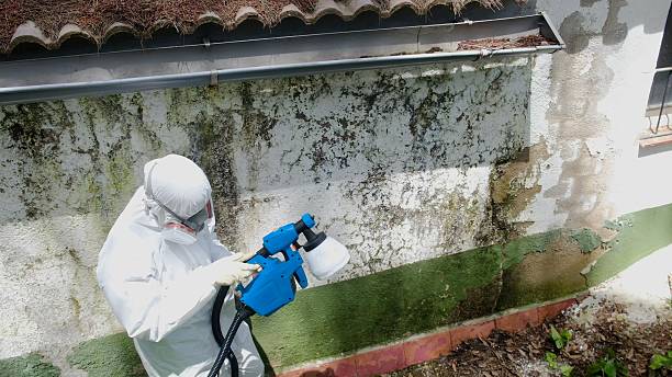 Top rated local Basement Mold Remediation specialists in Mears, MI